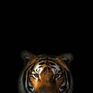 Meet your Posher, Melodie